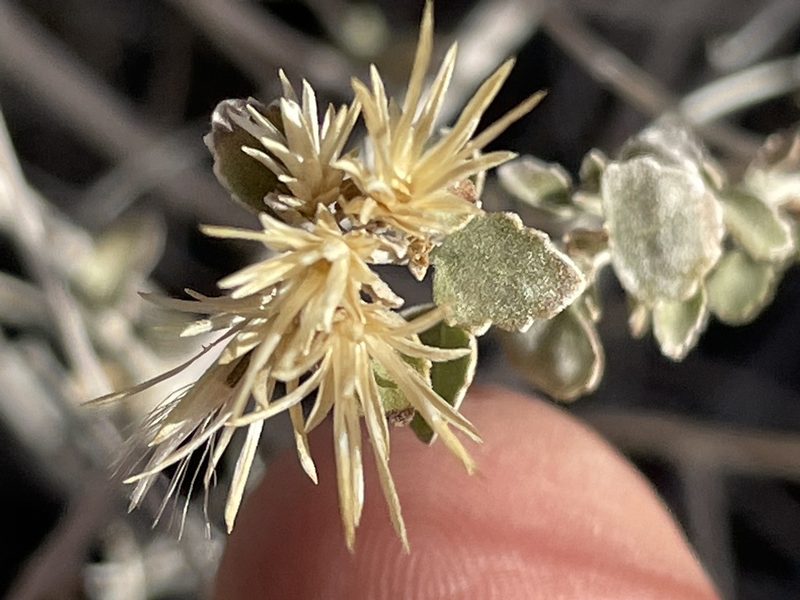 Brickellia desertorum, photographed by Bobby McCabe