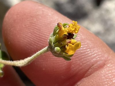 Bahiopsis parishii, photographed by Bobby McCabe