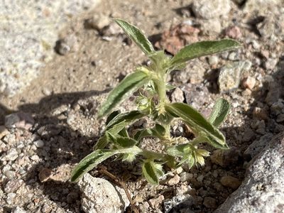 Ditaxis serrata, photographed by Bobby McCabe