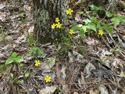 Oxalis colorea, photographed by Brian Finzel