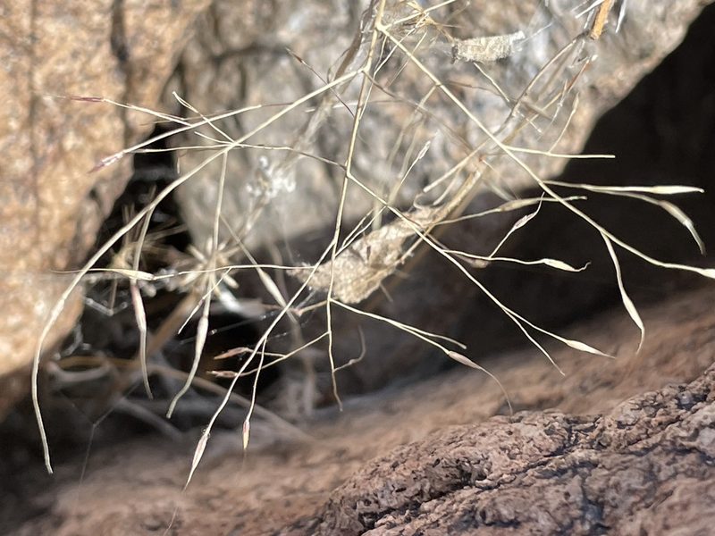 Muhlenbergia porteri, photographed by Bobby McCabe