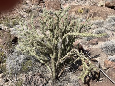Cylindropuntia acanthocarpa, photographed by Bobby McCabe
