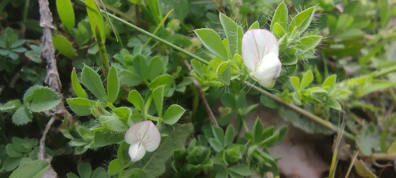 Lotus conimbricensis, photographed by Santiago Martín-Bravo