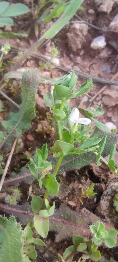 Lotus conimbricensis, photographed by Santiago Martín-Bravo