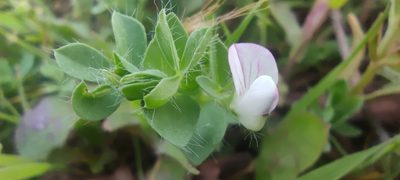 Lotus conimbricensis, photographed by Santiago Martín-Bravo