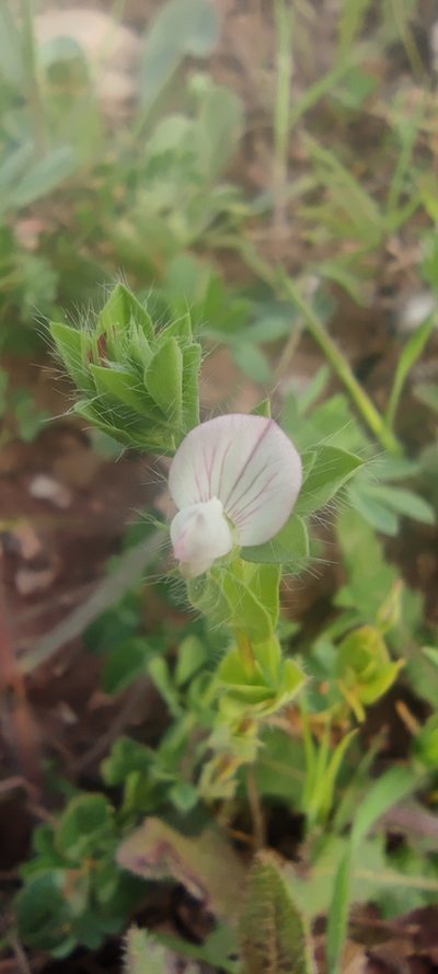 Lotus conimbricensis, photographed by Santiago Martín-Bravo