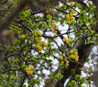 Loranthus europaeus, photographed by Patrick Hacker