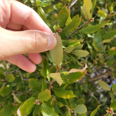 Quercus chrysolepis, photographed by Dan Horowitz