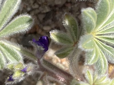 Lupinus shockleyi
