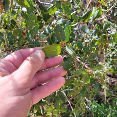 Quercus wislizeni, photographed by Dan Horowitz