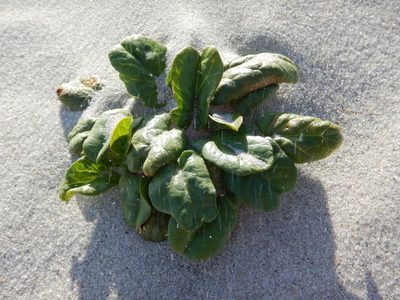 Ipomoea imperati, photographed by Ryan Watson