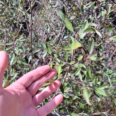 Frangula californica, photographed by Dan Horowitz