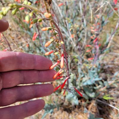 Penstemon centranthifolius, photographed by Dan Horowitz
