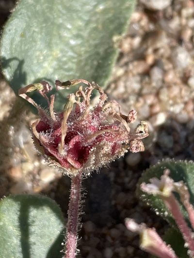 Abronia pogonantha, photographed by Leah Gardner
