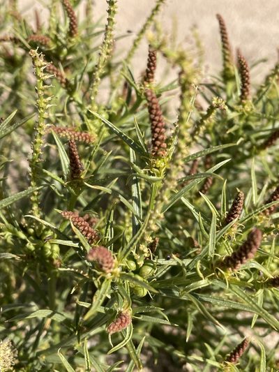 Stillingia paucidentata, photographed by Leah Gardner