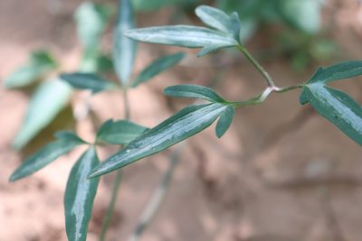 Clematis terniflora