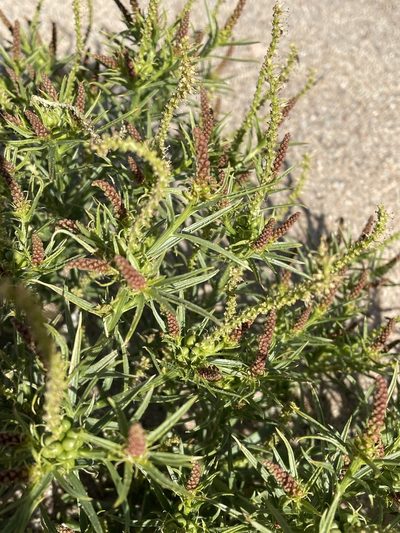 Stillingia paucidentata, photographed by Leah Gardner