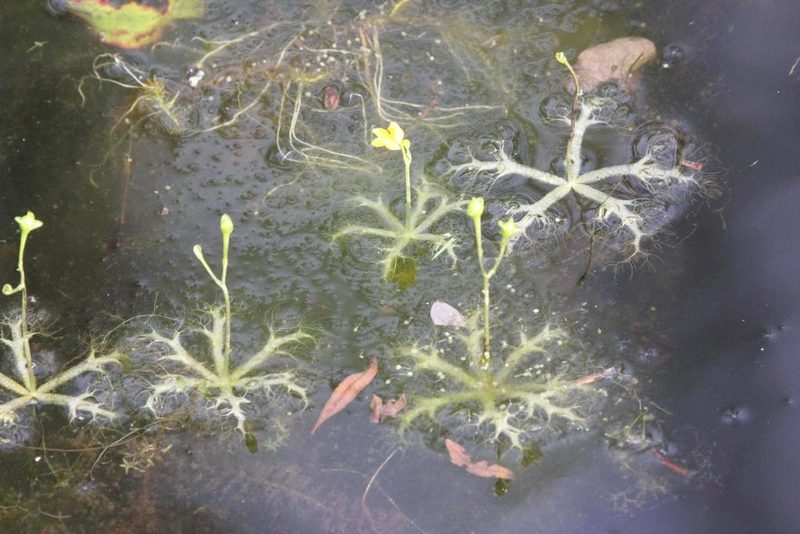 Utricularia radiata, photographed by Abby Darrah