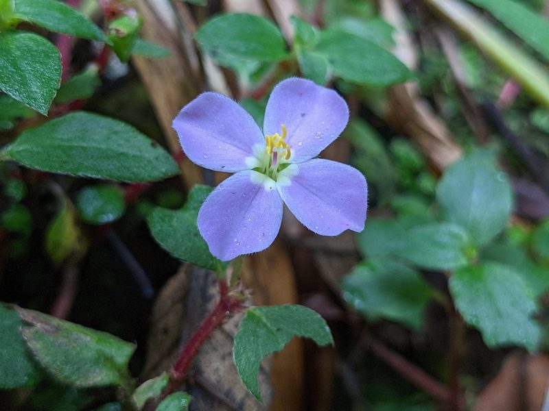 Pilocosta nana, photographed by Attila Oláh
