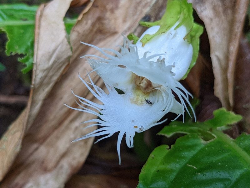 Drymonia lanceolata, photographed by Attila Oláh