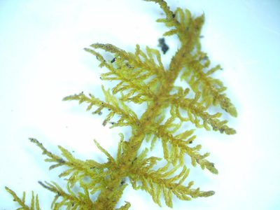 Thuidium delicatulum, photographed by Lara Gibson