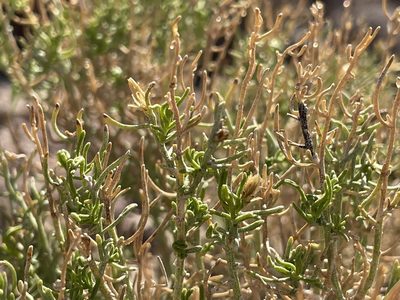Ericameria linearifolia, photographed by Bobby McCabe