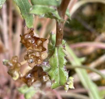 Rafinesquia californica, photographed by Irene