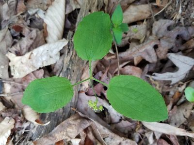 Smilax hugeri, photographed by Leila Dasher