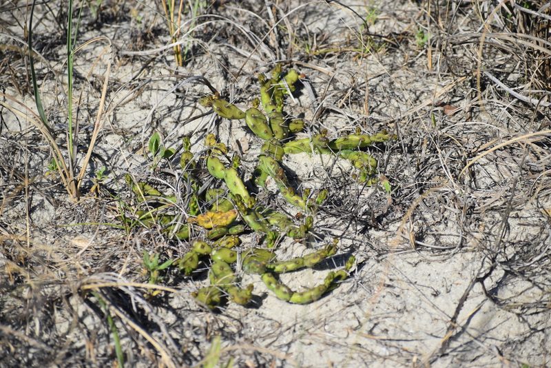 Opuntia drummondii, photographed by Ryan Watson