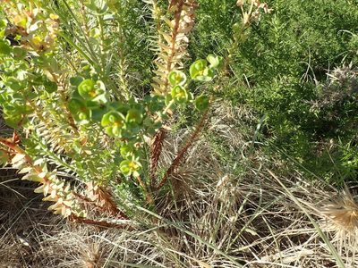 Euphorbia paralias, photographed by Arnim Littek