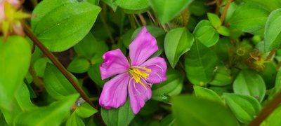 Heterotis rotundifolia, photographed by ritirene