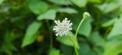 Melanthera nivea, photographed by ritirene