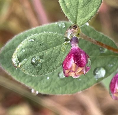 Symphoricarpos mollis, photographed by Irene