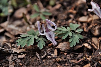 Dicentra uniflora, photographed by Mitch Van Dyke