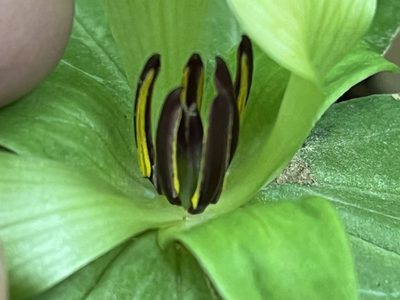 Trillium discolor, photographed by Brian Finzel