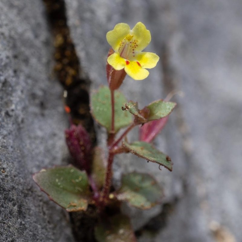 Erythranthe taylorii, photographed by Matt Berger