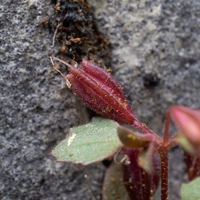Erythranthe taylorii, photographed by Matt Berger