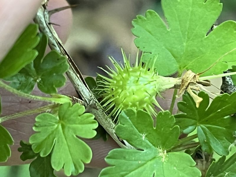 Ribes echinellum, photographed by Brian Finzel