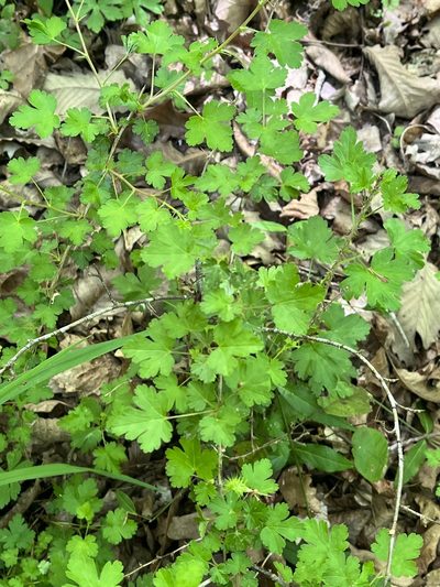 Ribes echinellum, photographed by Brian Finzel