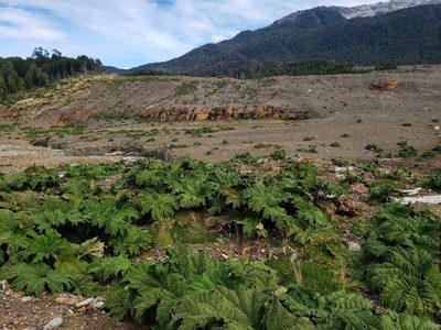 Gunnera tinctoria, photographed by Cesar Ormazabal