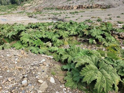 Gunnera tinctoria, photographed by Cesar Ormazabal