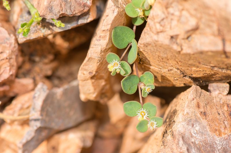 Euphorbia kischenensis, photographed by Morten Ross