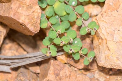 Euphorbia kischenensis, photographed by Morten Ross
