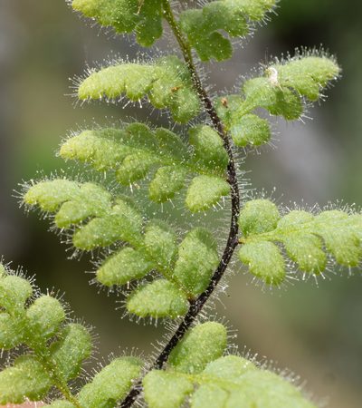 Myriopteris cooperae, photographed by Matt Berger