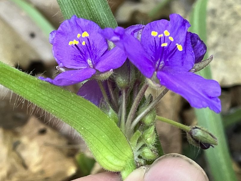 Tradescantia hirsuticaulis, photographed by Brian Finzel