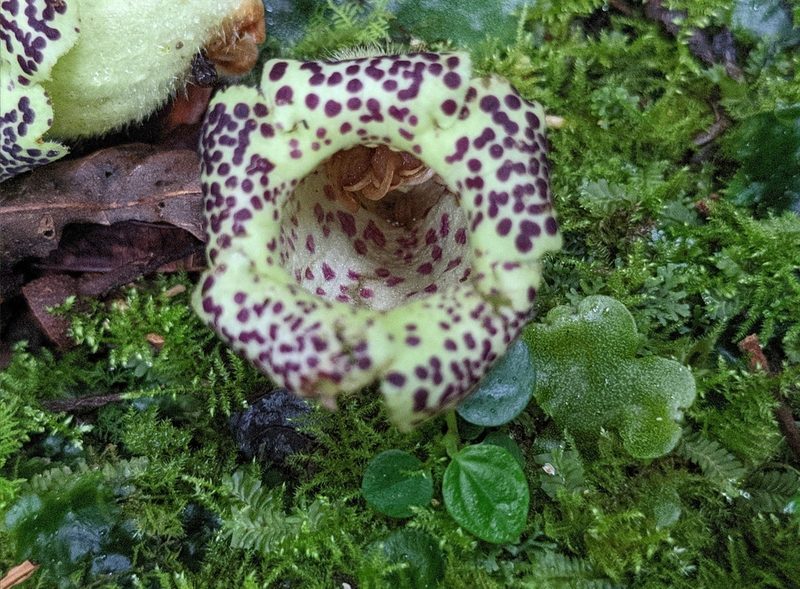 Kohleria tigridia, photographed by Attila Oláh