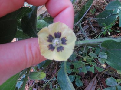 Physalis walteri, photographed by Nonbinary-Naturalist