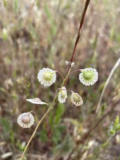 Thysanocarpus radians, photographed by Matt Berger