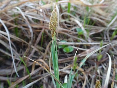 Carex meadii, photographed by Thomas Koffel