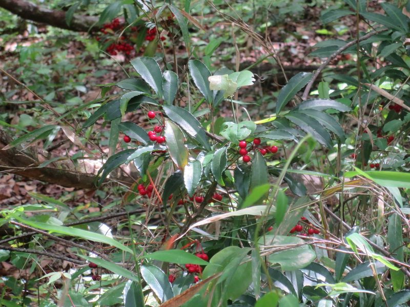Ardisia crenata, photographed by Nonbinary-Naturalist